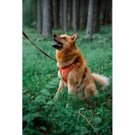 Woolly Wolf Roam Harness