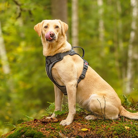 Rukka Star postroj polstrovaný reflexní