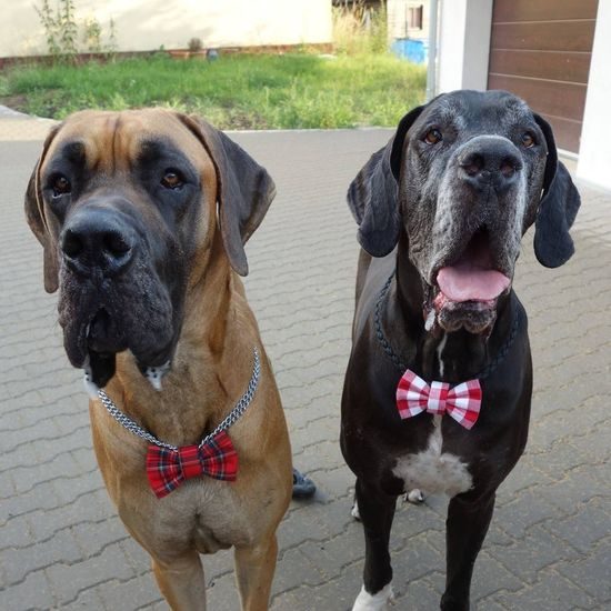 FUNKY DOG Skotský Červený kostkovaný motýlek