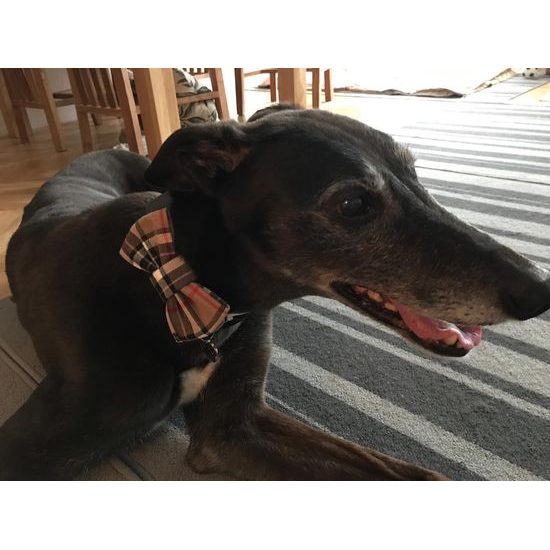 FUNKY DOG Hnědý kostkovaný motýlek Burberry