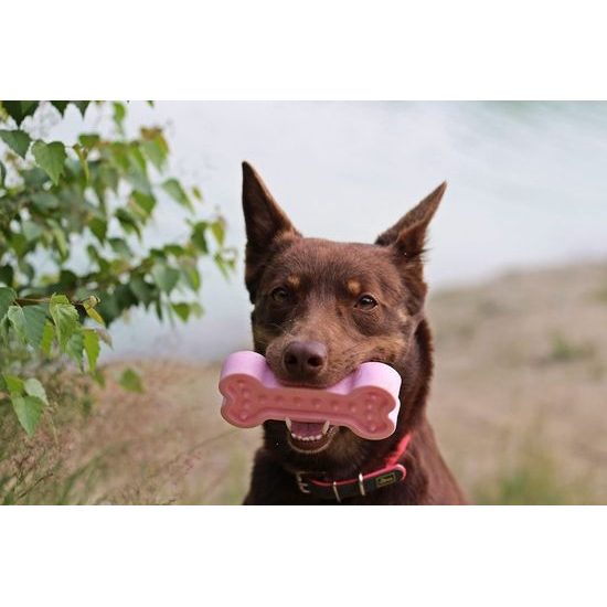 Amarago eco friendly hračka pro psy plechovka růžová 16cm/110g