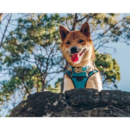 Red Dingo Postroj polstrovaný L 56-80cm