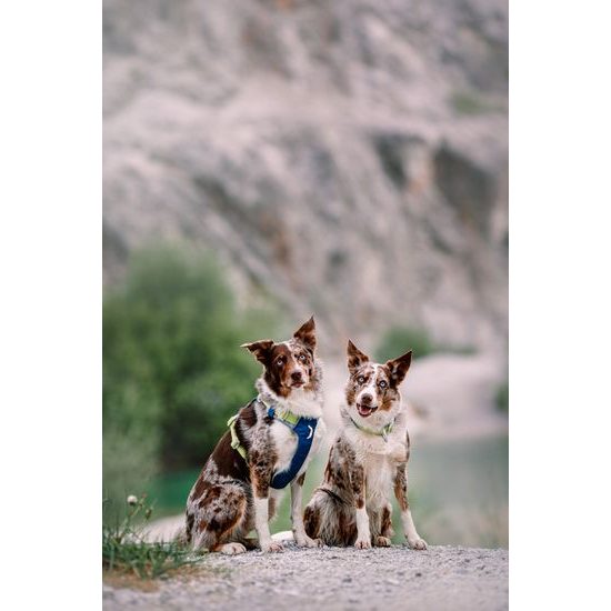 Woolly Wolf Alpha 360 Collar