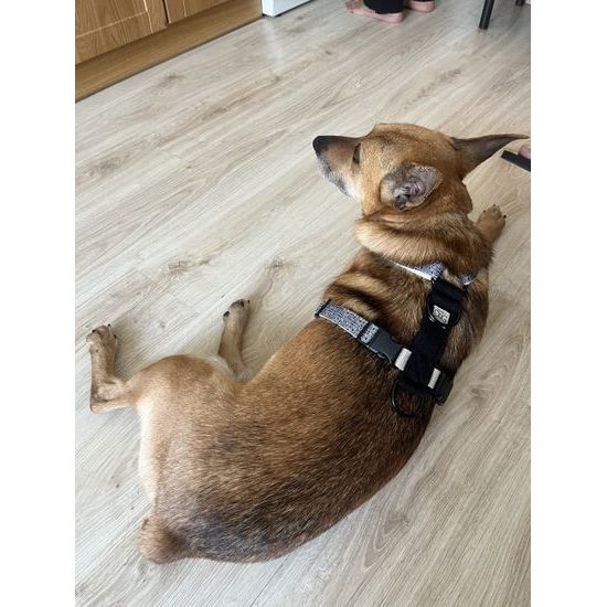 FUNKY DOG Konopný postroj pro psa – neomezující, pohodlný a z přírodních materiálů