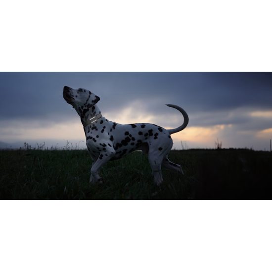 Tractive DOG 6 - GPS lokátor a a monitor zdraví pro psy