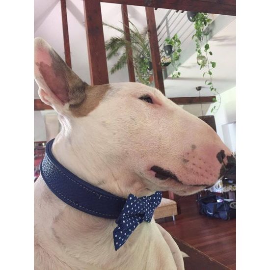 FUNKY DOG Modrý psí motýlek s puntíky