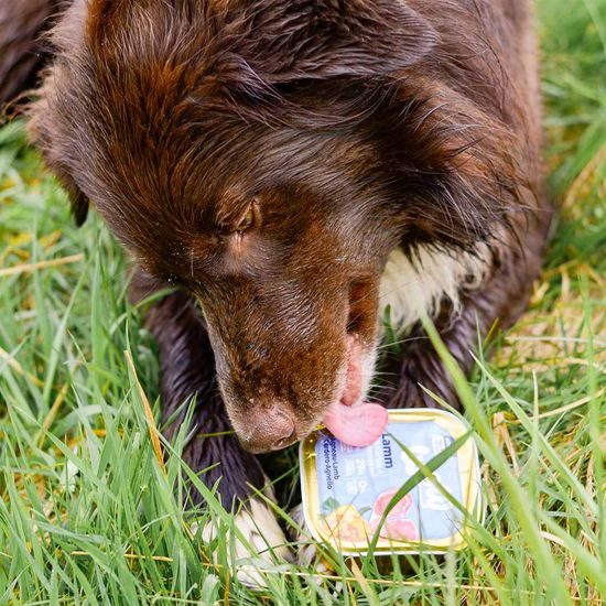 WOW Paštika Jehněčí s dýní Adult 150g