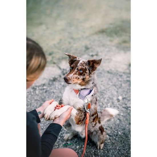 Woolly Wolf Color Block Martingale Collar