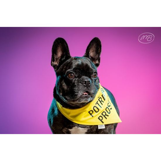 FUNKY DOG Žlutý šátek pro psa s nápisem