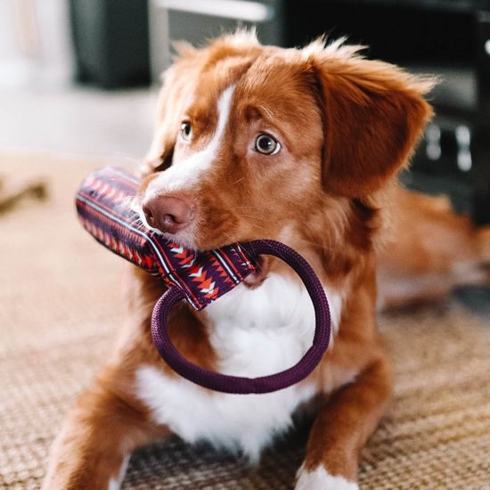 Woolly Wolf Polar Night Floaty Fetch Toy