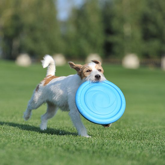 PitchDog Létající Disk pro psy