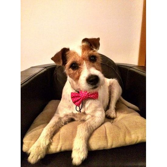 FUNKY DOG Růžová mašlička pro feny