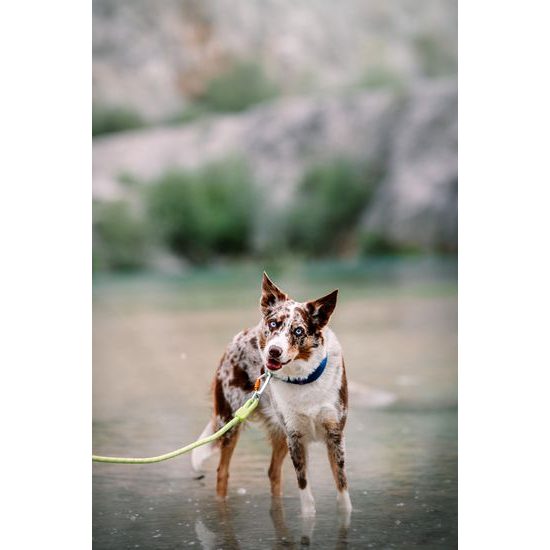 Woolly Wolf Rope Leash