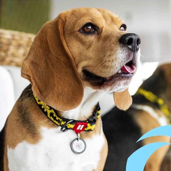 WAUDOG Obojek nylonový DC Batman QR fastex