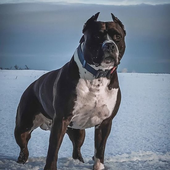 WAUDOG Obojek voděodolný Collartex fastex