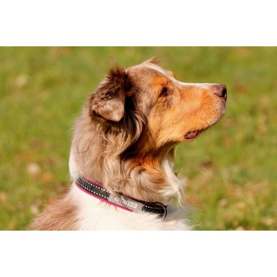 Aminela klasik obojek Sport & City 25mm/30-50cm malinová