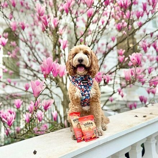 Soopa Pets Soopa Healthy Bites s mangem a malinou 50 g