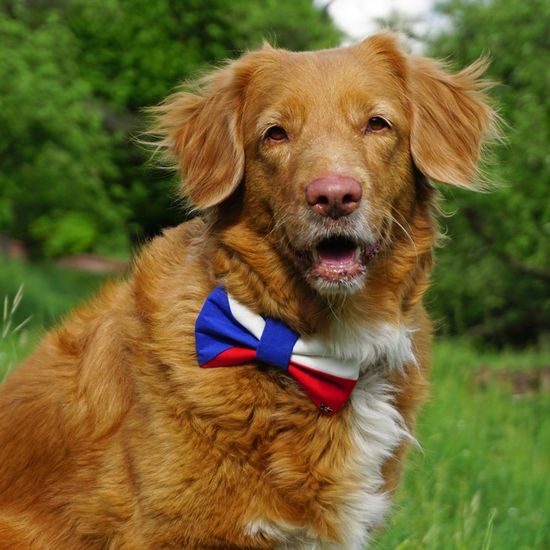 FUNKY DOG Psí motýlek česká vlajka