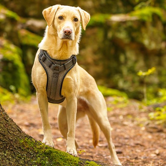 Rukka Star postroj polstrovaný reflexní