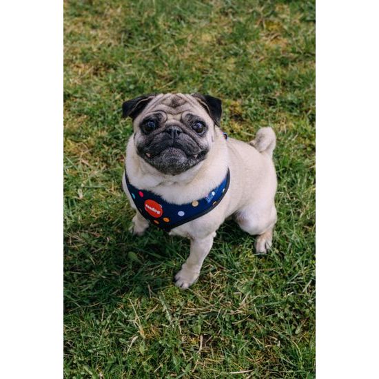 Reedog Kšíry pro psa BUBBLE