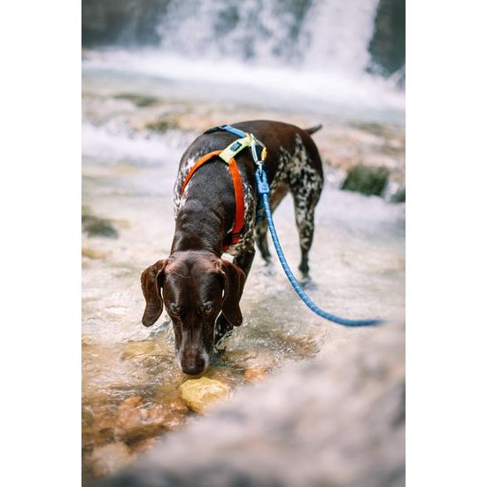 Woolly Wolf Color Block Harness