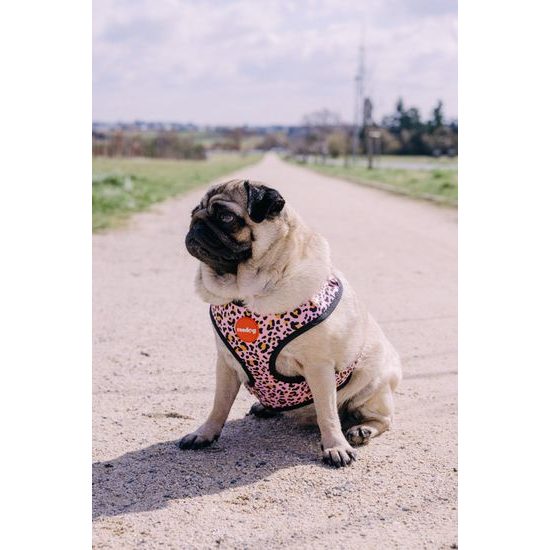 Reedog Kšíry pro psa LEO PINK