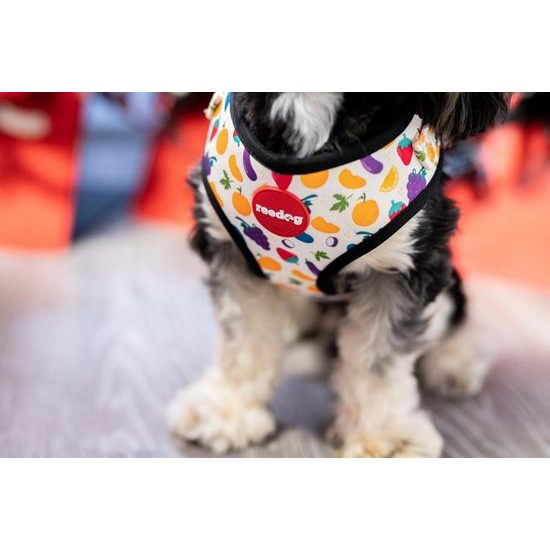 Reedog Kšíry pro psa FRUIT