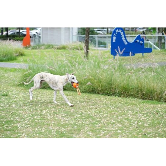 Cheerble Wicked Ball Air Rope