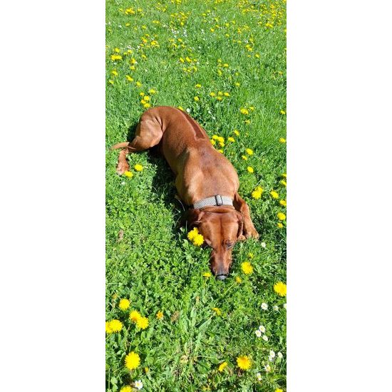 FUNKY DOG Široký 4cm obojek pro psa eco-friendly