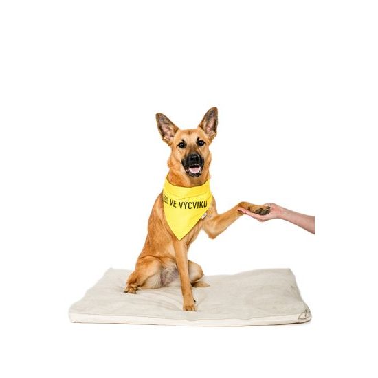 FUNKY DOG Žlutý šátek pro psa s nápisem