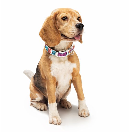 WAUDOG Obojek kožený Summer