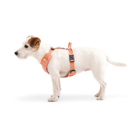 Woolly Wolf Roam Harness