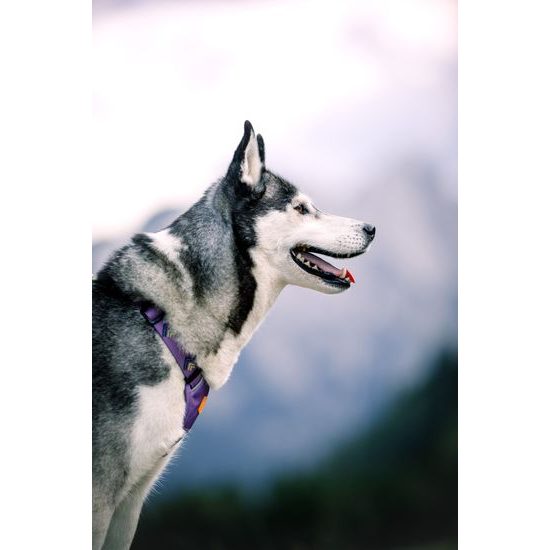 Woolly Wolf Northern Lights Harness