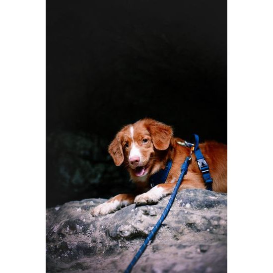 Woolly Wolf Rope Leash