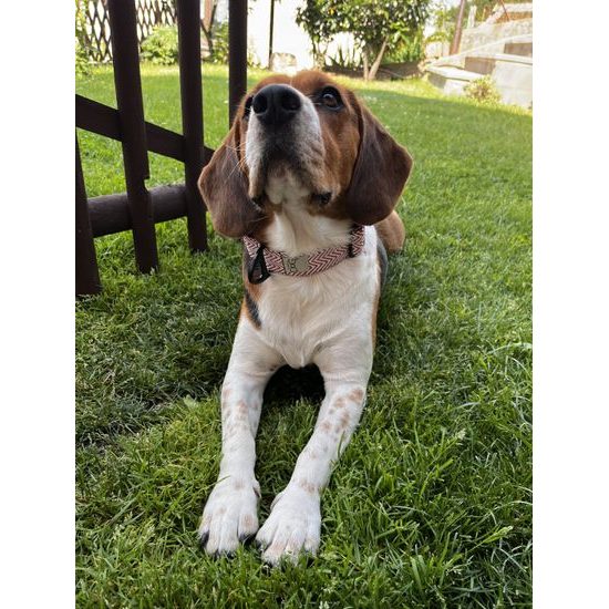 FUNKY DOG Široký 4cm obojek pro psa eco-friendly