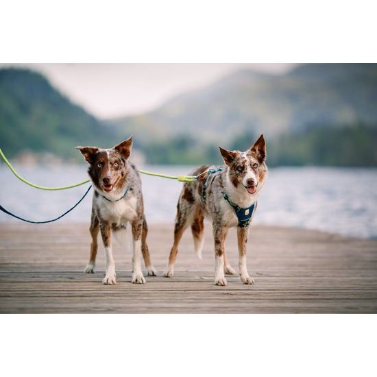 Woolly Wolf Horizon Harness