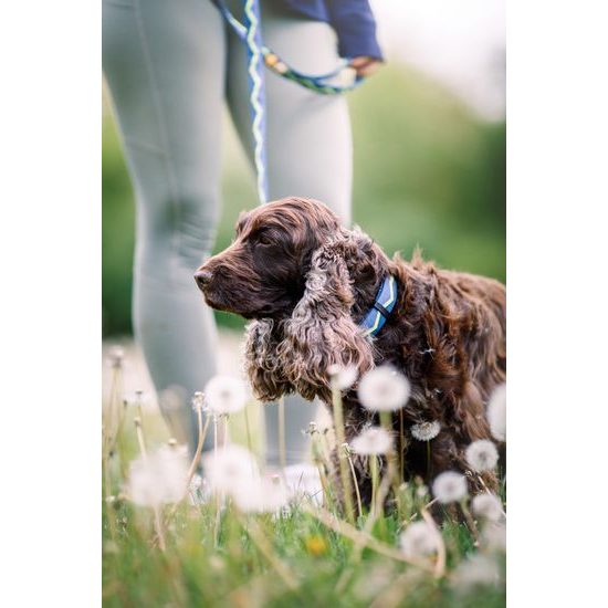 Woolly Wolf Horizon Collar