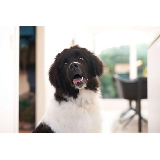 DogSpace Bonie tlaková extra vysoká branka 105 cm kovová