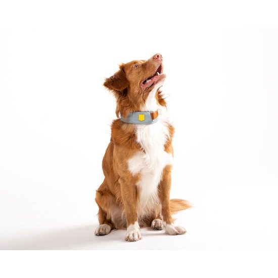 Woolly Wolf Alpha 360 Collar