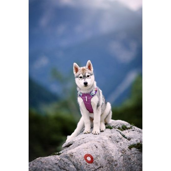 Woolly Wolf Alpha 360 Harness