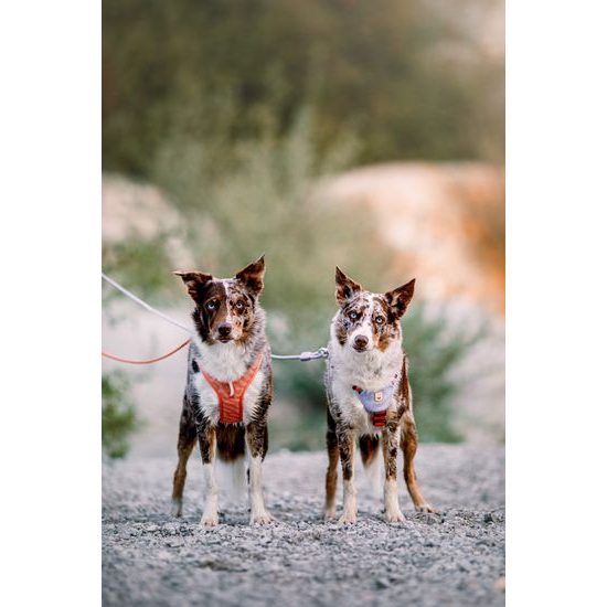 Woolly Wolf Roam Harness