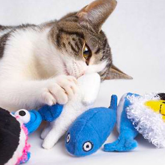 Doggles Funky Feline Sushi