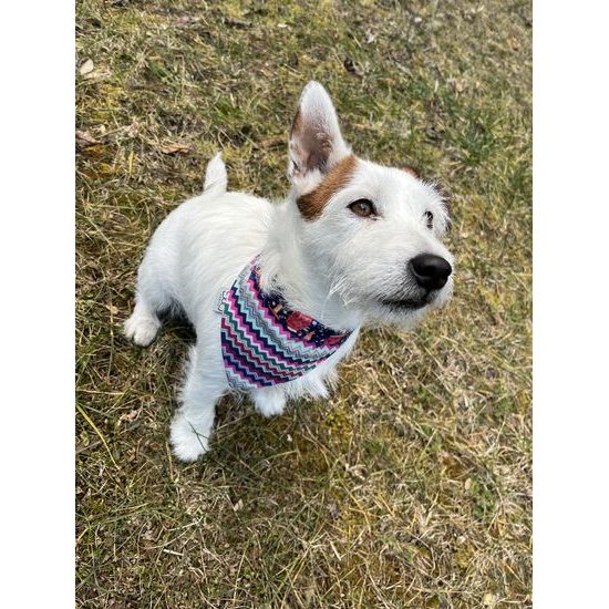 FUNKY DOG Oboustranný šátek pro psa – nanuky & barevné cik-cak vzory ??