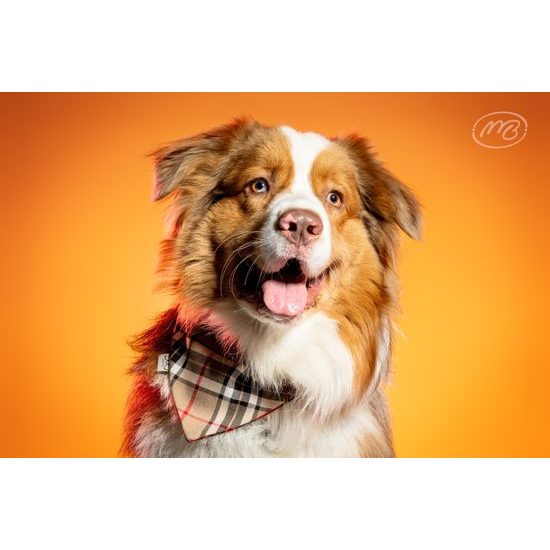 FUNKY DOG Kostkovaný šátek pro psa