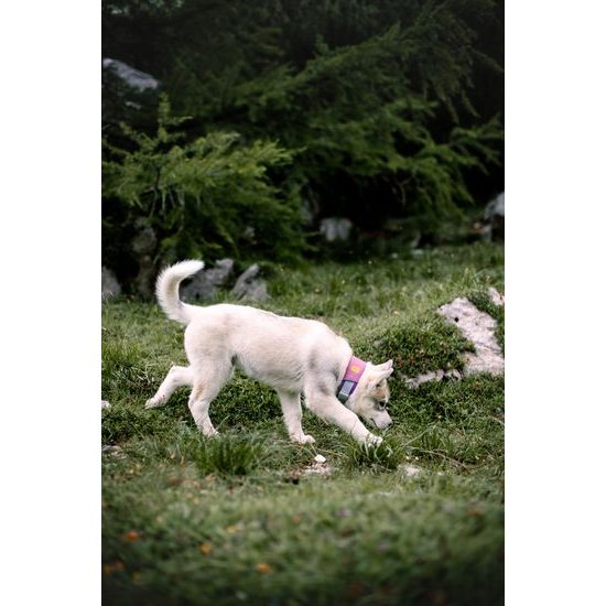 Woolly Wolf Alpha 360 Collar