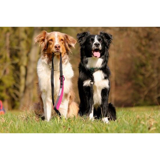 Aminela jednoduché vodítko nepodšité Sport & City 20mm/150cm malinová