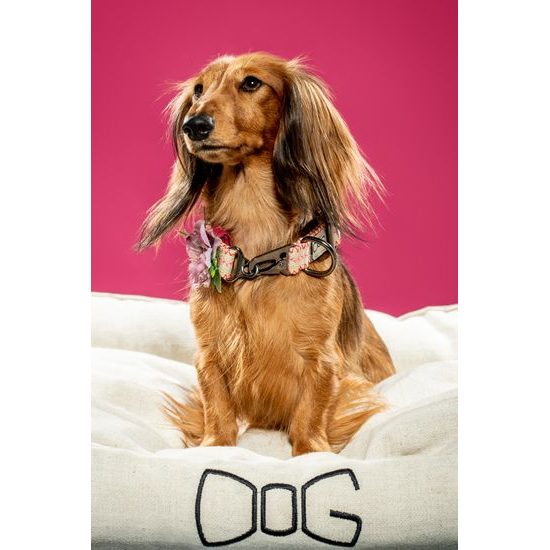 FUNKY DOG Konopný ekologický obojek pro psa