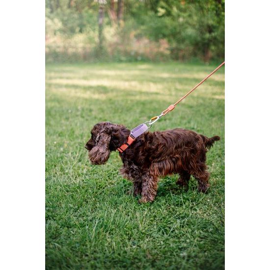 Woolly Wolf Color Block Martingale Collar