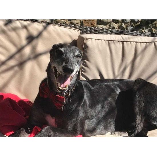 FUNKY DOG Skotský Červený kostkovaný motýlek