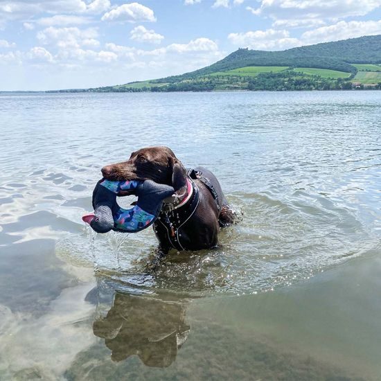 CoolPets hračka do vody kruh Kačenka